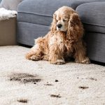Pet Clean Up