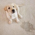 Pet Clean Up